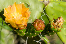 prickly pear cactus